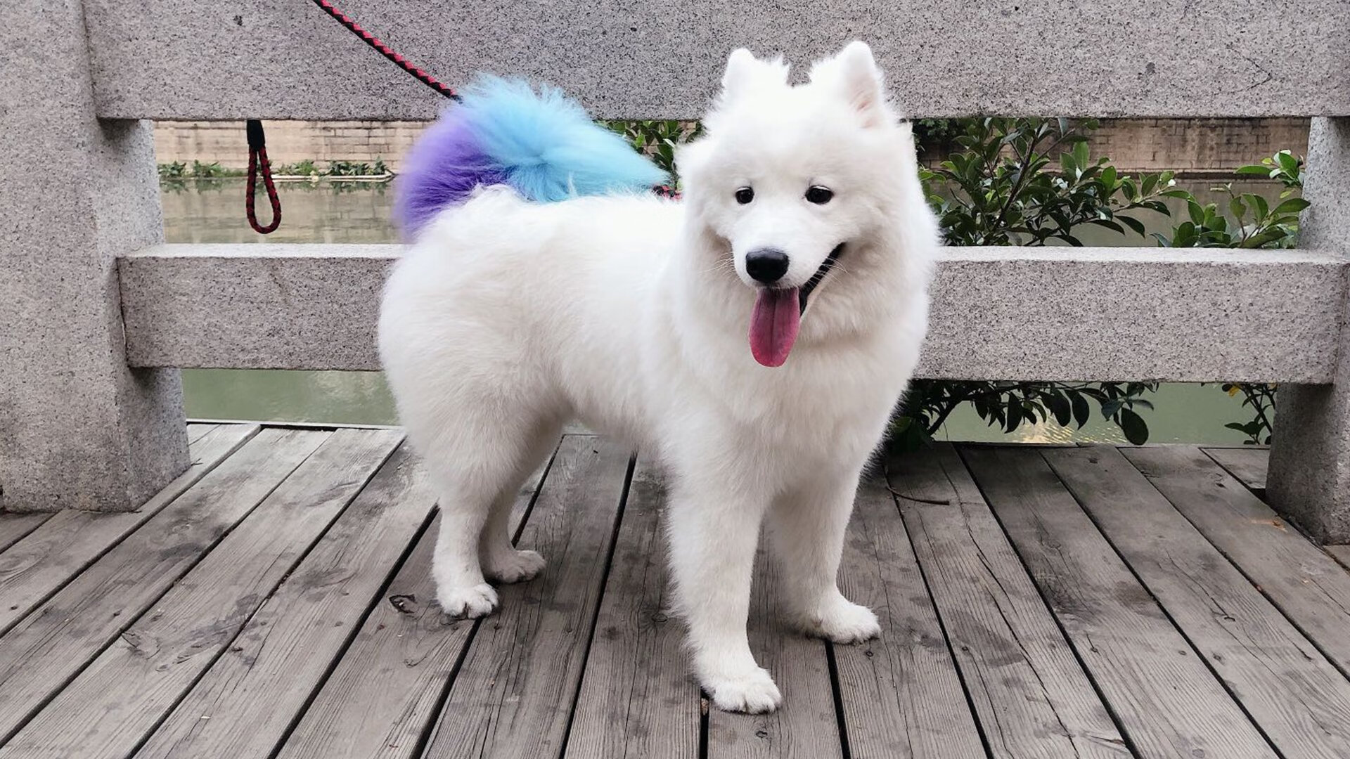 佛罗伦萨的弯道艺术，F1街道赛焦点战中土耳其收割者的诞生