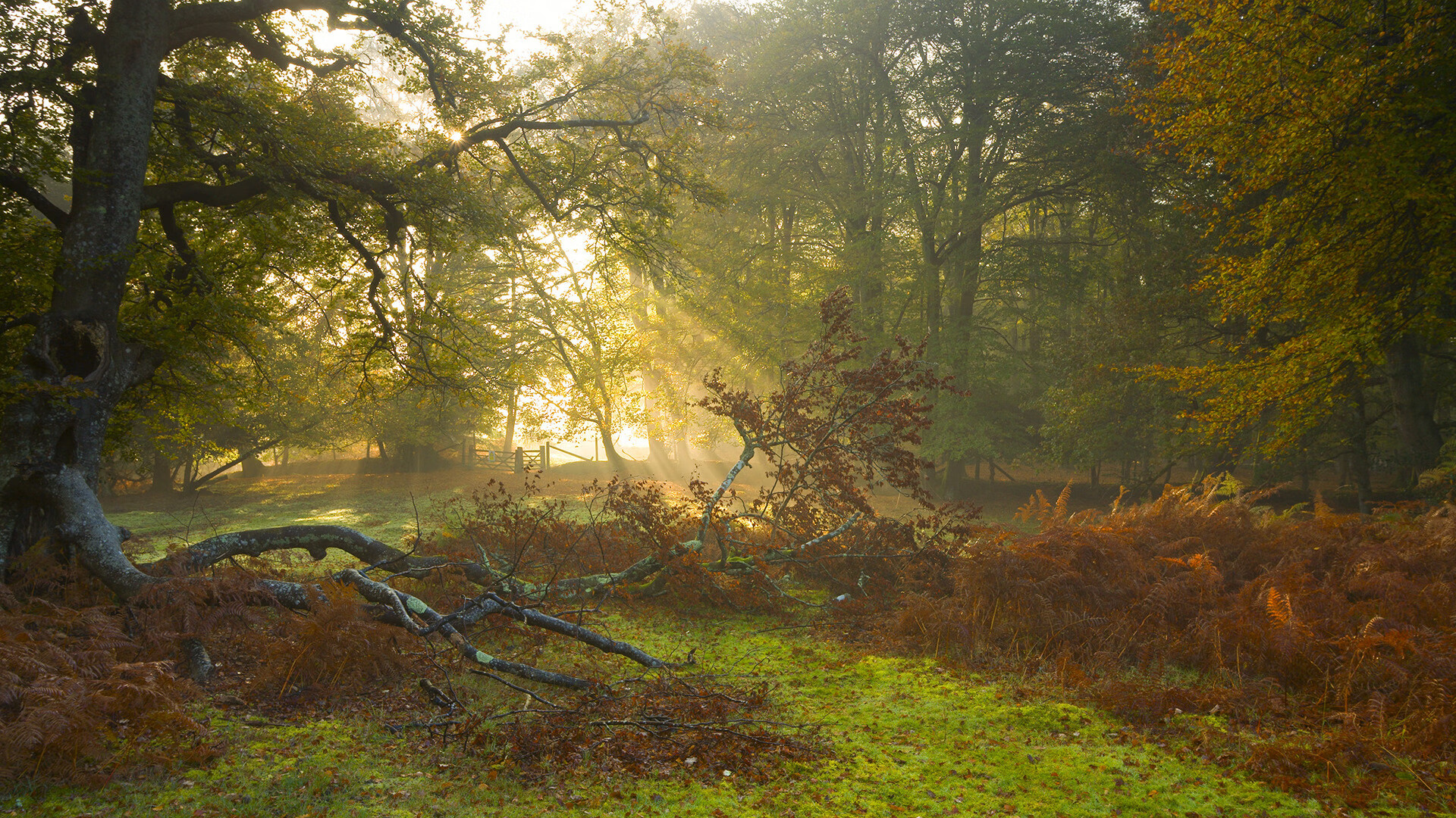 开云体育直播-戈贝尔内线统治力重塑比赛格局，森林狼以节奏掌控终结勇士体系