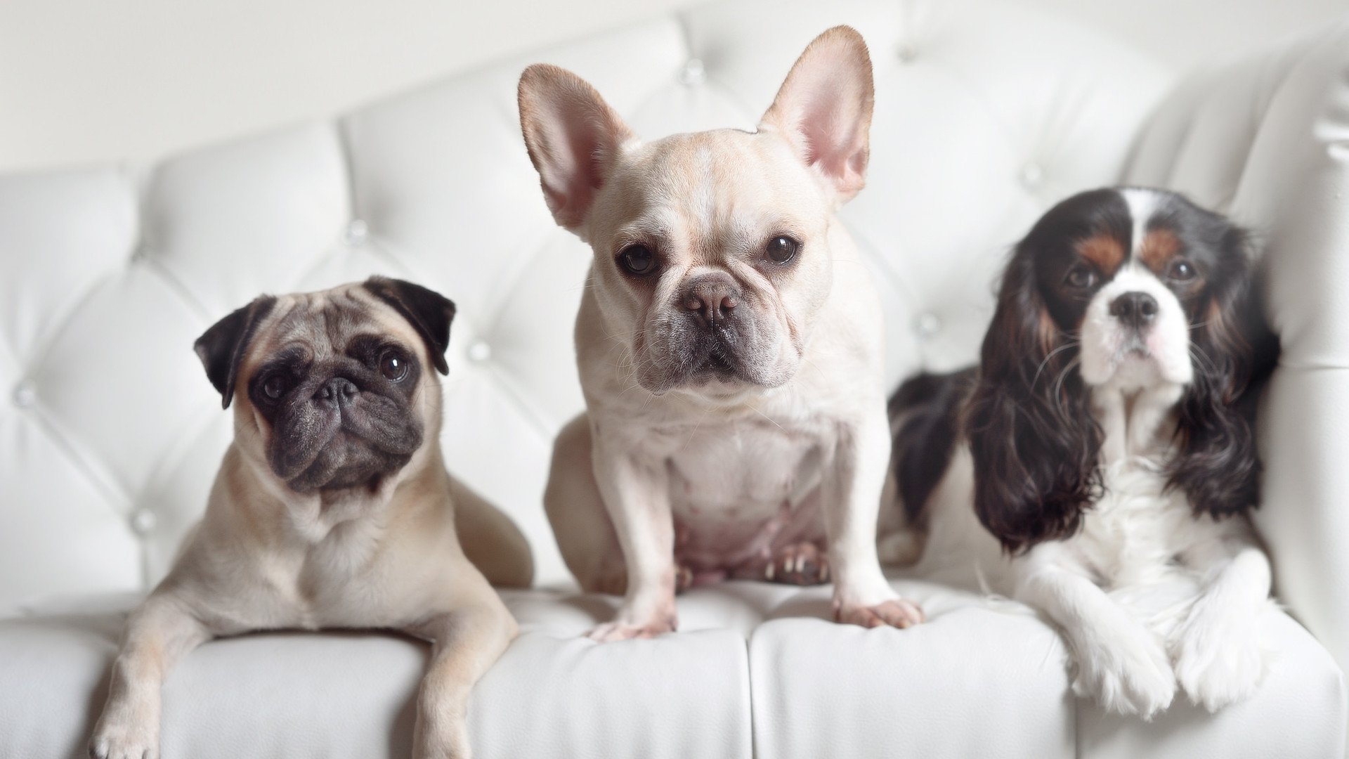 土耳其压制厄瓜多尔，布雷默成为关键先生